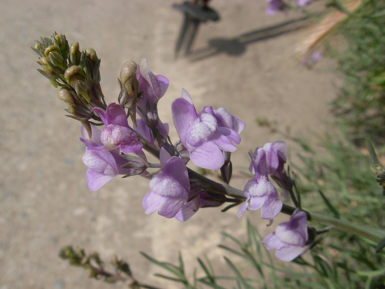 Linaria capraria Moris et De Not. /  Linajola della Capraia